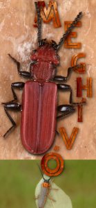 KorosMarosGerinctelenAllatvilag2